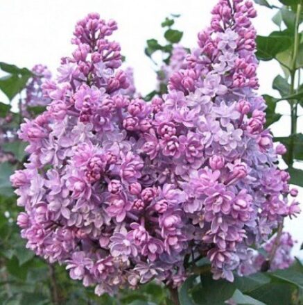 Ceriņš 'Memory of Wavilov'